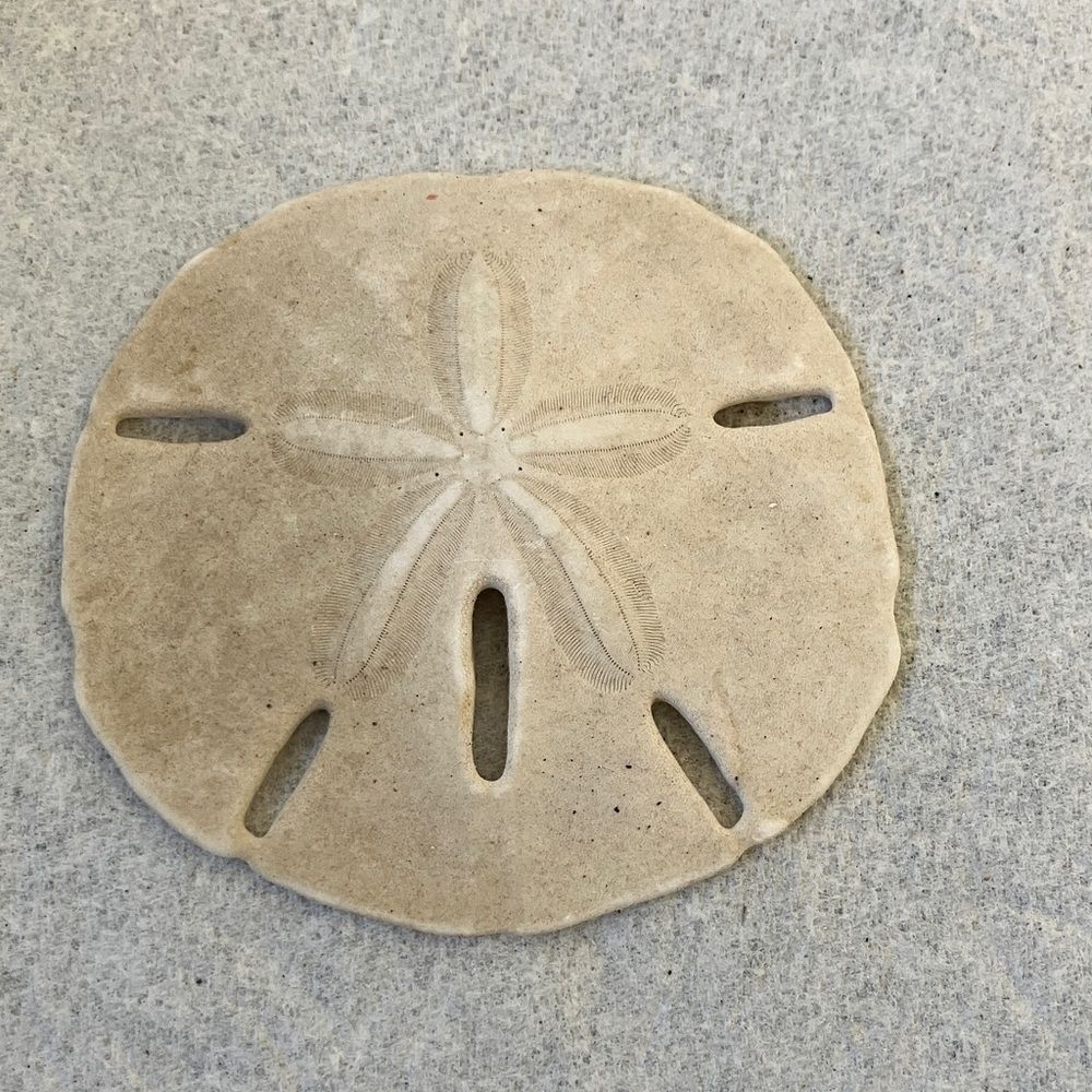 Sand Dollar